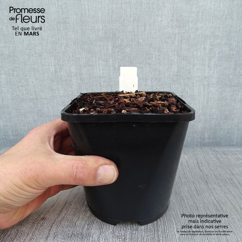 Hosta Color Festival Maceta 1,5L/2L Ejemplar entregado en invierno