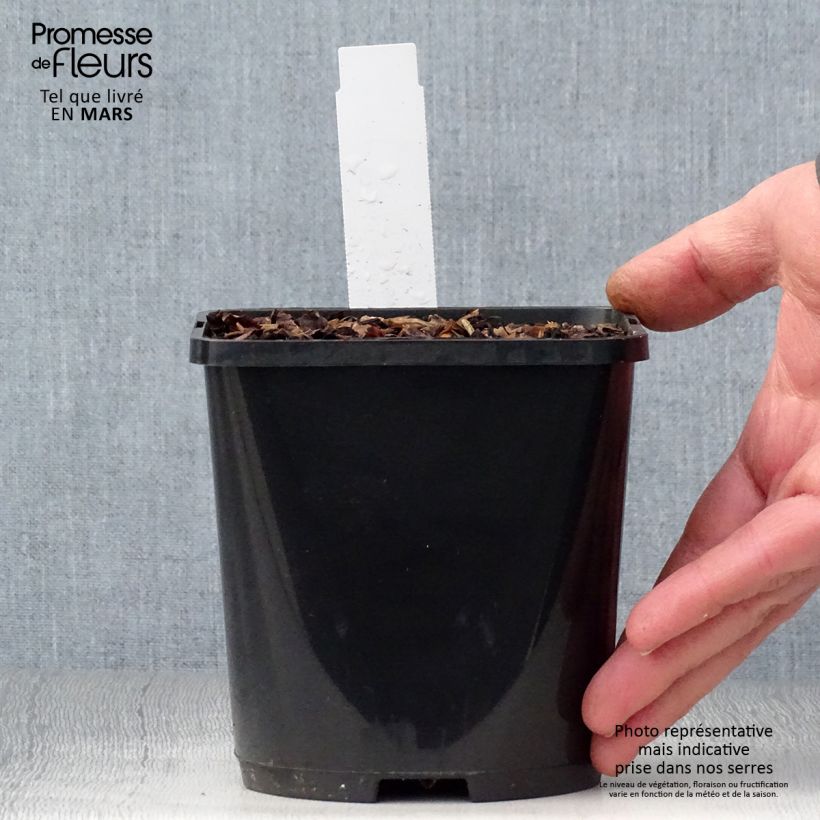 Hosta Color Festival Maceta 1,5L/2L Ejemplar entregado en la primavera