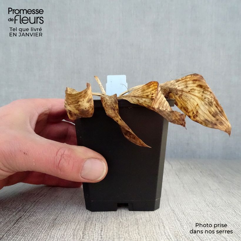 Hosta Devon Green Maceta de 8/9 cm Ejemplar entregado en invierno