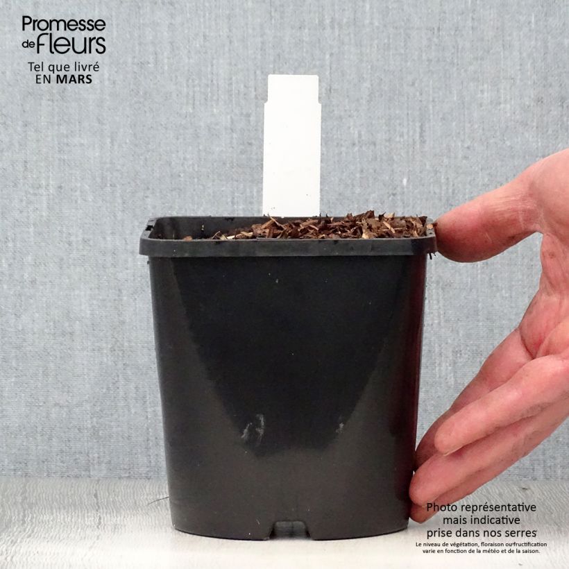 Hosta Diamond Lake Maceta 1,5L/2L Ejemplar entregado en la primavera