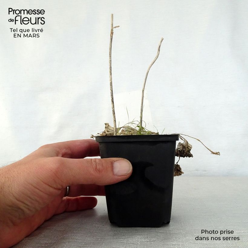 Hosta Diamond Tiara Maceta de 8/9 cm Ejemplar entregado en la primavera