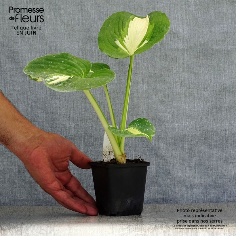 Ejemplar de Hosta Dream Queen Maceta de 8/9 cm entregado en verano