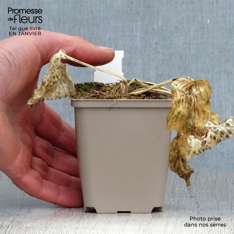 Hosta Dream Queen Maceta de 8/9 cm Ejemplar entregado en invierno