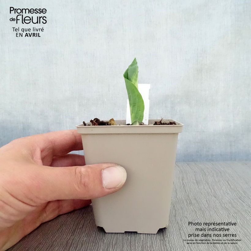 Hosta Dream Queen Maceta de 8/9 cm Ejemplar entregado en la primavera