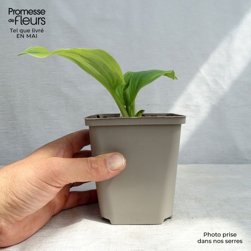 Hosta Earth Angel Maceta de 8/9 cm Ejemplar entregado en la primavera