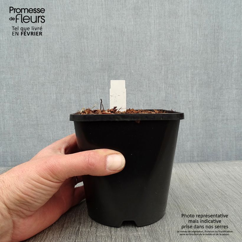 Hosta Electrocution Maceta 1,5L/2L Ejemplar entregado en invierno