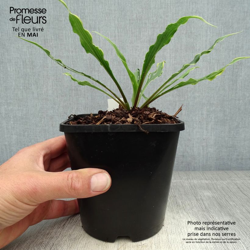 Hosta Electrocution Maceta 1,5L/2L Ejemplar entregado en la primavera