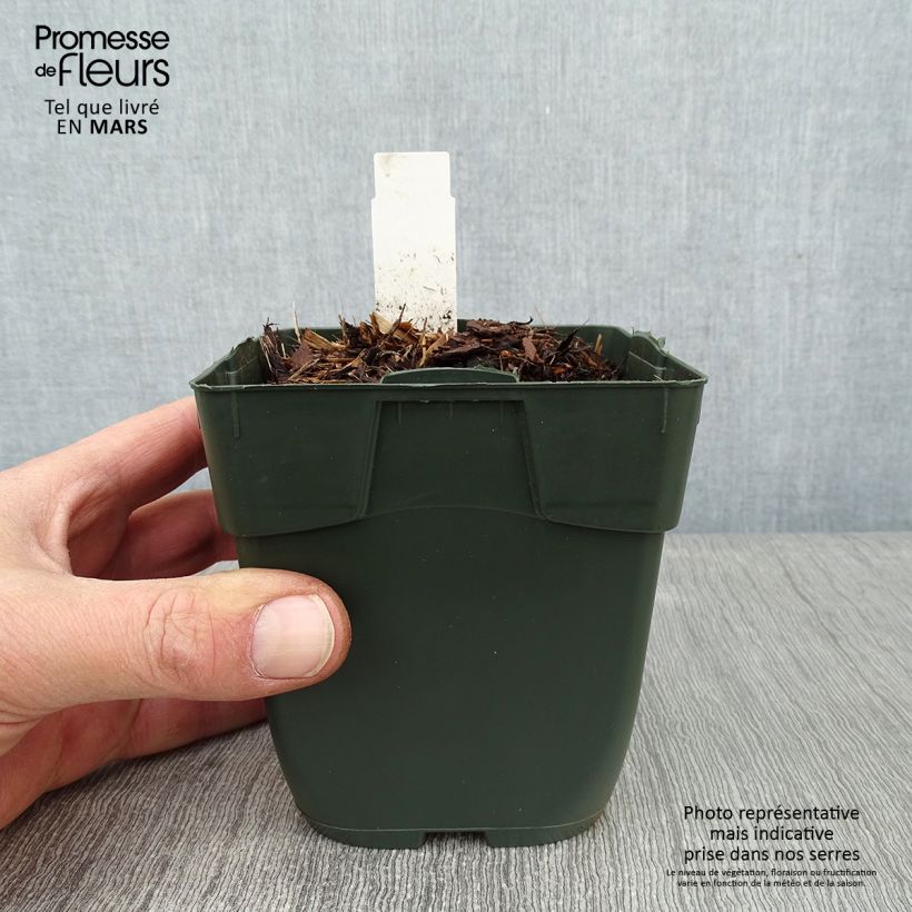 Hosta Elisabeth Maceta de 8/9 cm Ejemplar entregado en invierno