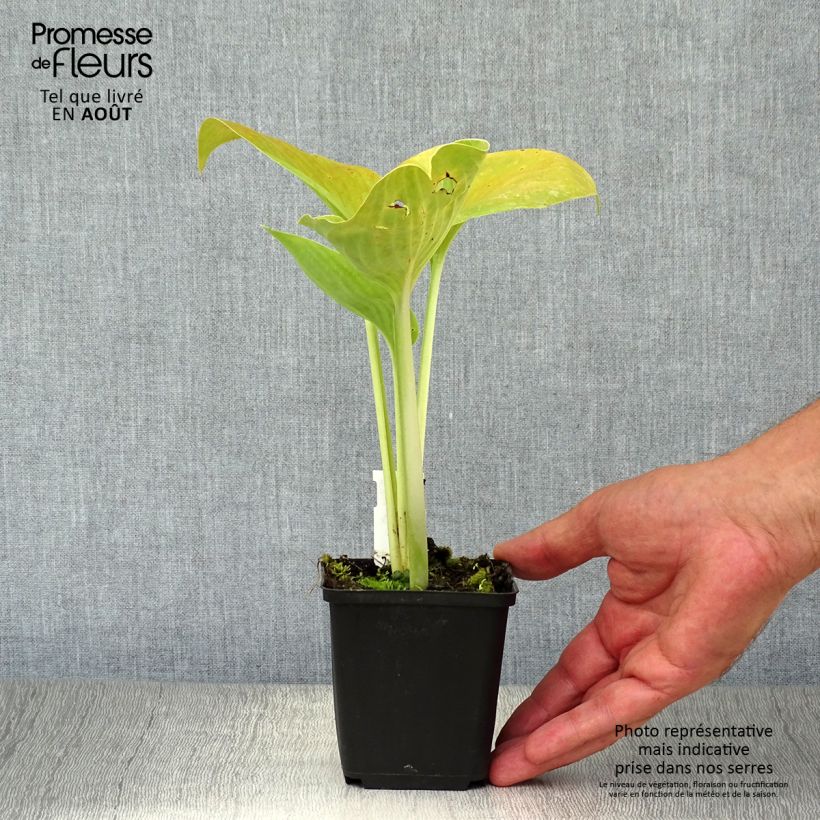 Ejemplar de Hosta Empress Wu Maceta de 8/9 cm entregado en verano