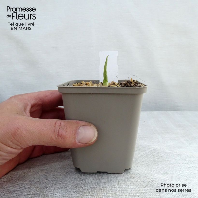 Hosta Empress Wu Maceta de 8/9 cm Ejemplar entregado en la primavera