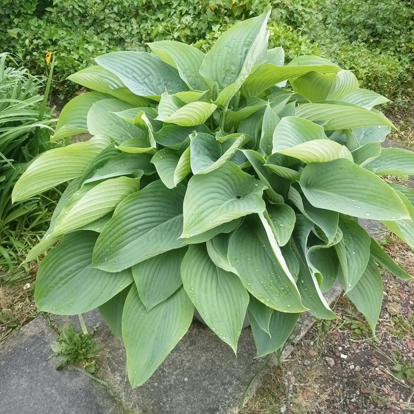 Hosta Empress Wu (Porte)