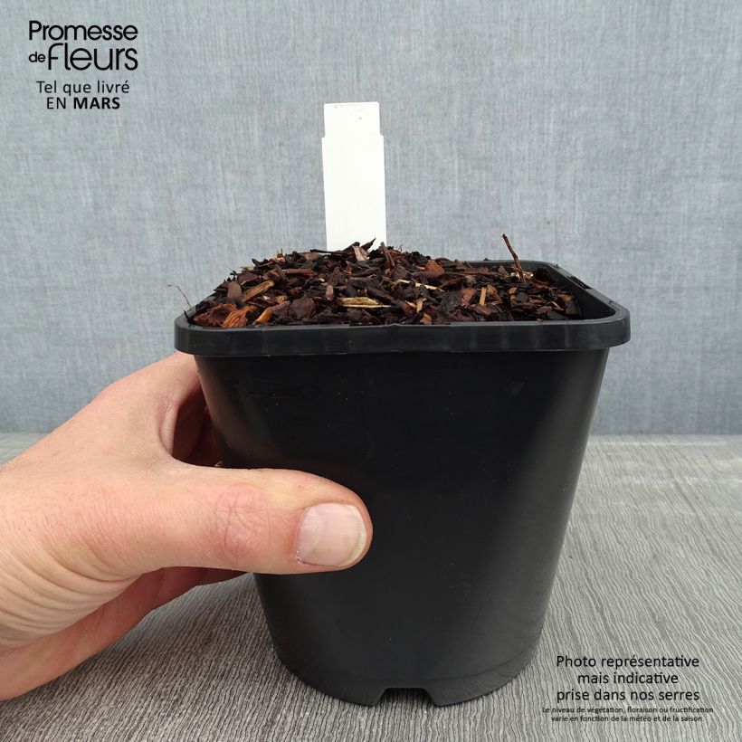 Hosta Empress Wu Maceta 1,5L/2L Ejemplar entregado en invierno