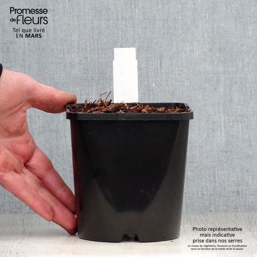 Hosta Empress Wu Maceta 1,5L/2L Ejemplar entregado en la primavera