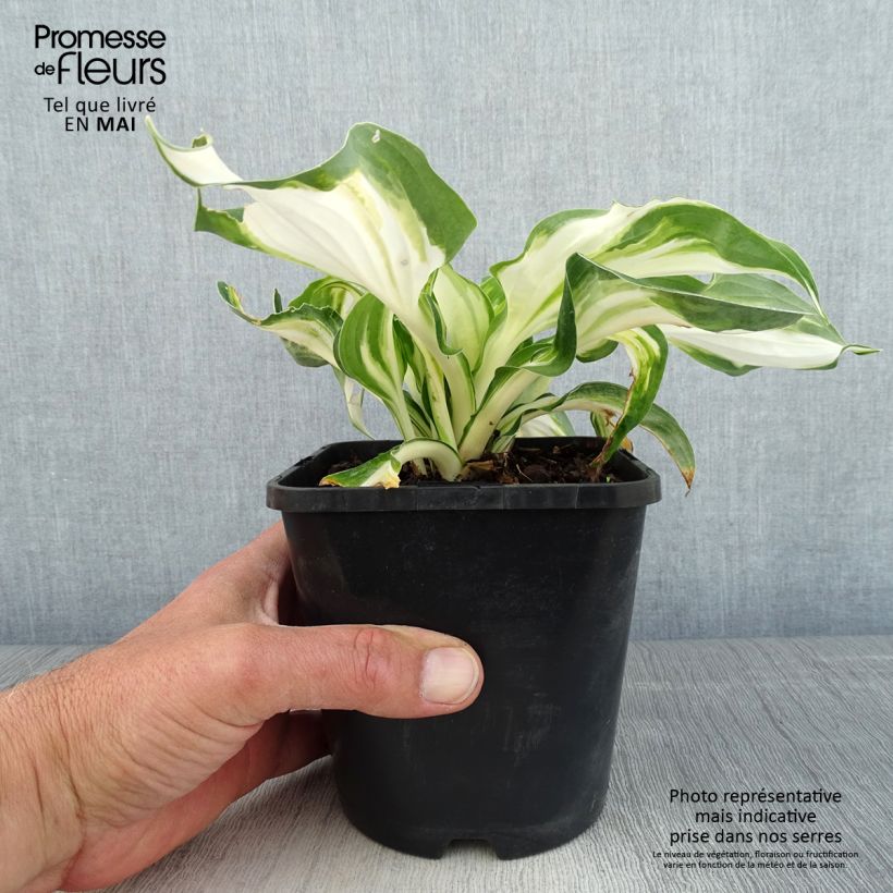 Hosta Enterprise Maceta 1,5L/2L Ejemplar entregado en la primavera