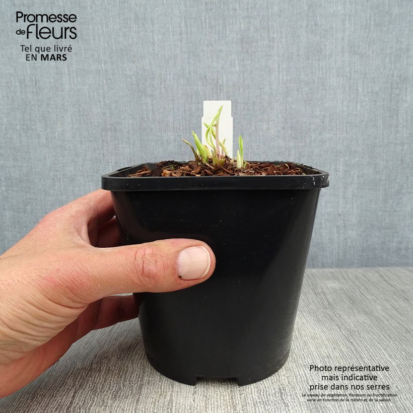 Hosta Faithfull Heart Maceta 1,5L/2L Ejemplar entregado en la primavera
