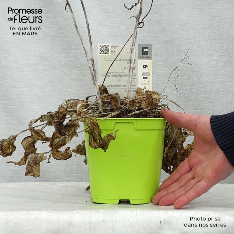 Hosta First Frost Maceta 2L/3L Ejemplar entregado en la primavera