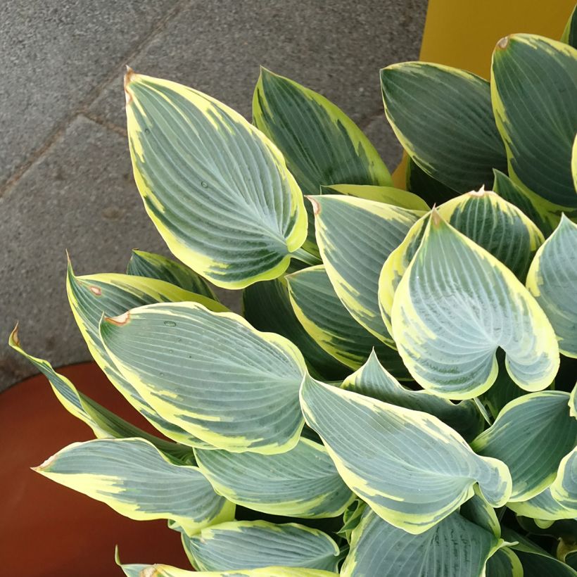 Hosta First Frost (Porte)