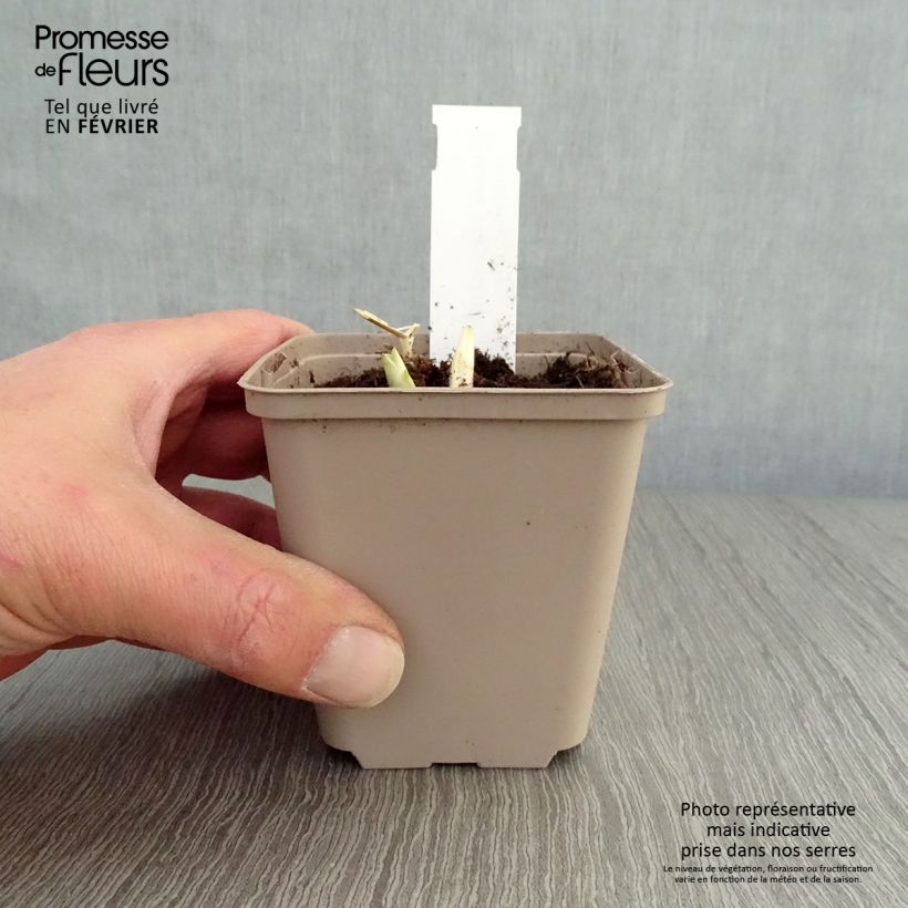 Hosta Fragrant Blue Maceta de 8/9 cm Ejemplar entregado en invierno