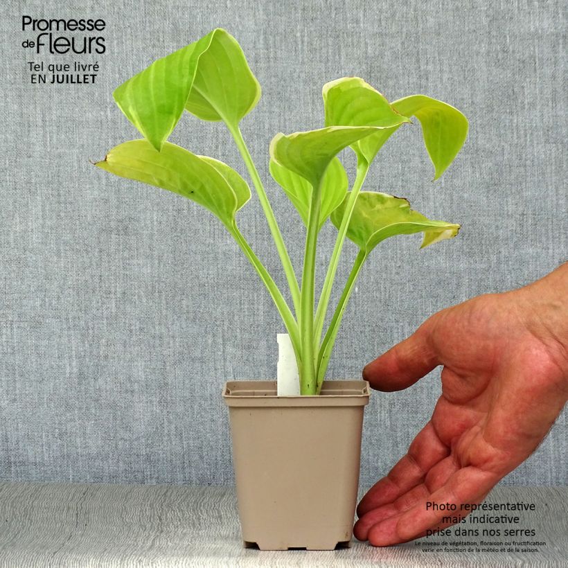 Ejemplar de Hosta Fragrant Bouquet Maceta de 8/9 cm entregado en verano