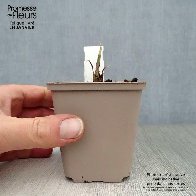 Hosta Fragrant Bouquet Maceta de 8/9 cm Ejemplar entregado en invierno