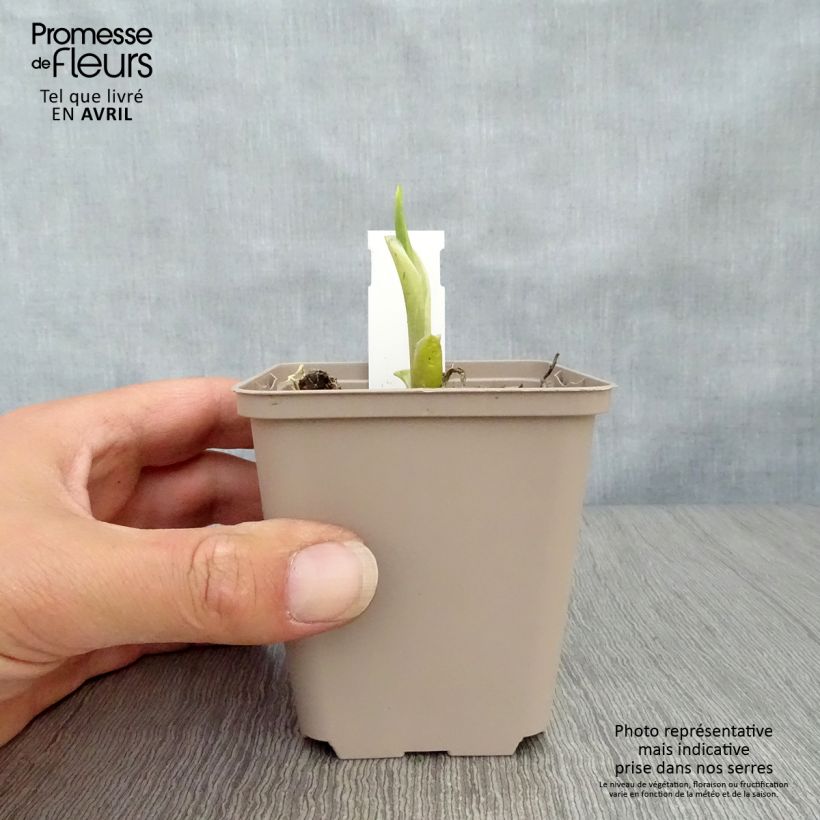 Hosta Fragrant Bouquet Maceta de 8/9 cm Ejemplar entregado en la primavera