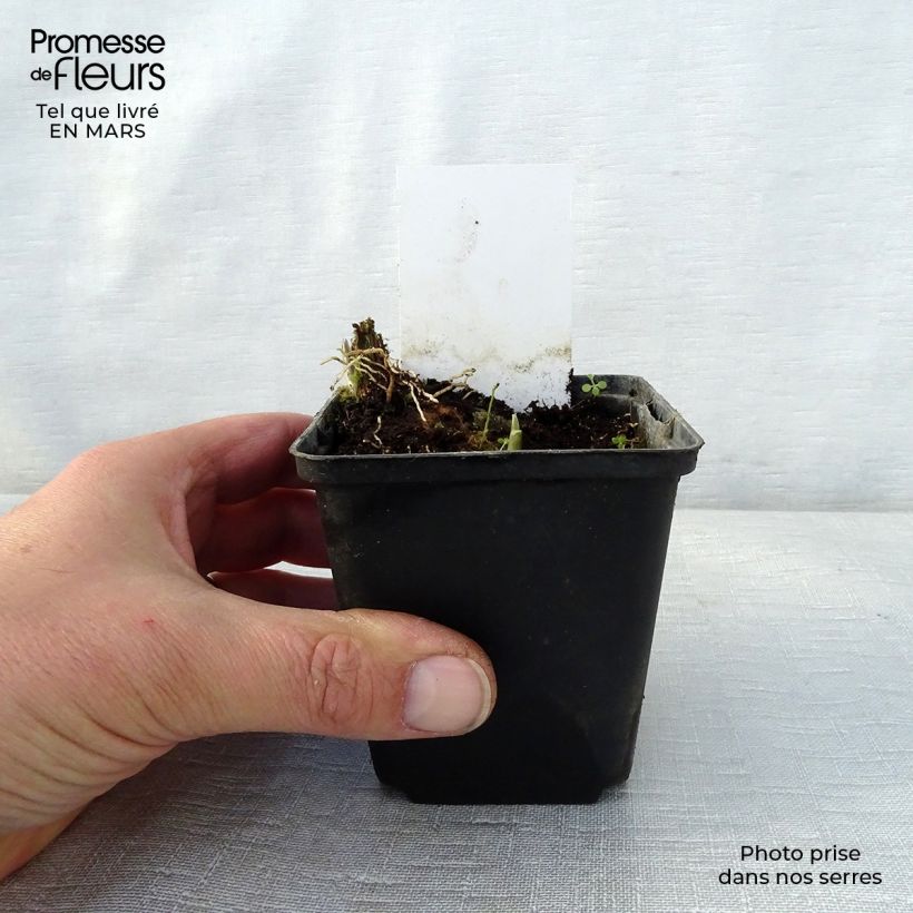 Hosta Fragrant Fire Maceta de 8/9 cm Ejemplar entregado en la primavera