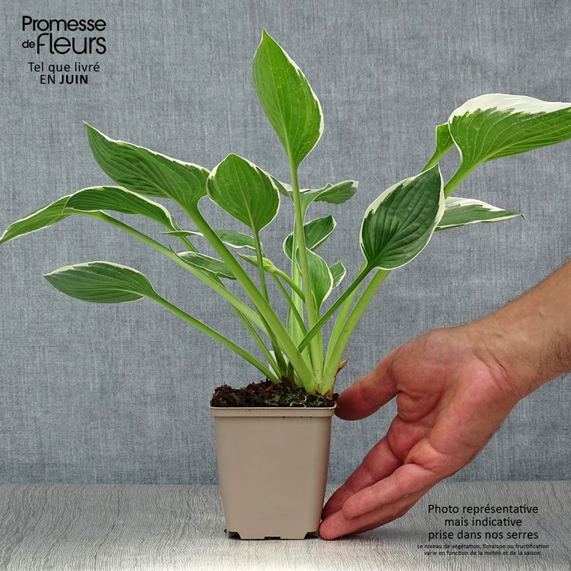 Ejemplar de Hosta fortunei Francee Maceta de 8/9 cm entregado en verano