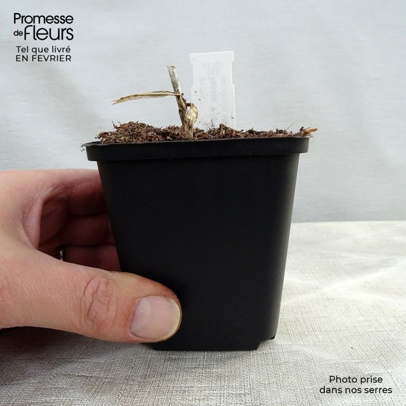 Hosta fortunei Francee Maceta de 8/9 cm Ejemplar entregado en invierno