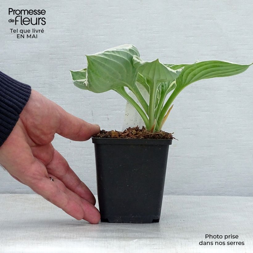 Hosta fortunei Francee Maceta de 8/9 cm Ejemplar entregado en la primavera