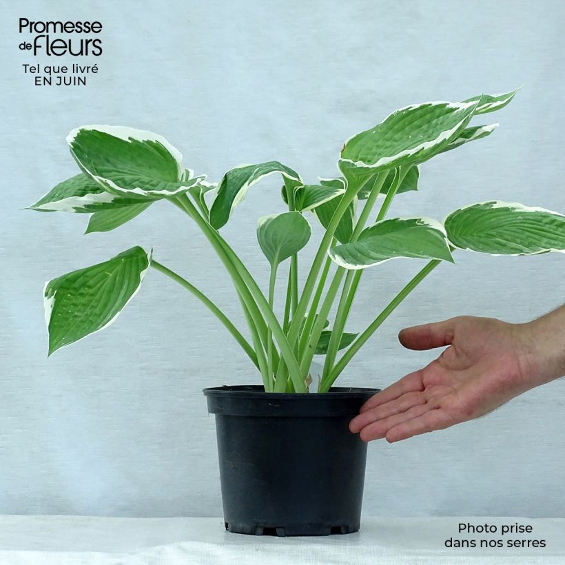 Ejemplar de Hosta fortunei Francee Maceta 2L/3L entregado en verano