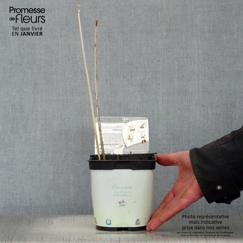 Hosta fortunei Francee Maceta 2L/3L Ejemplar entregado en invierno