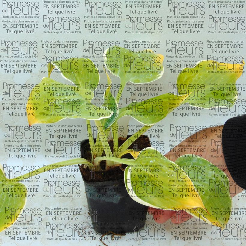 Ejemplo de ejemplar de Hosta Dimples Maceta de 8/9 cm tal y como se entrega