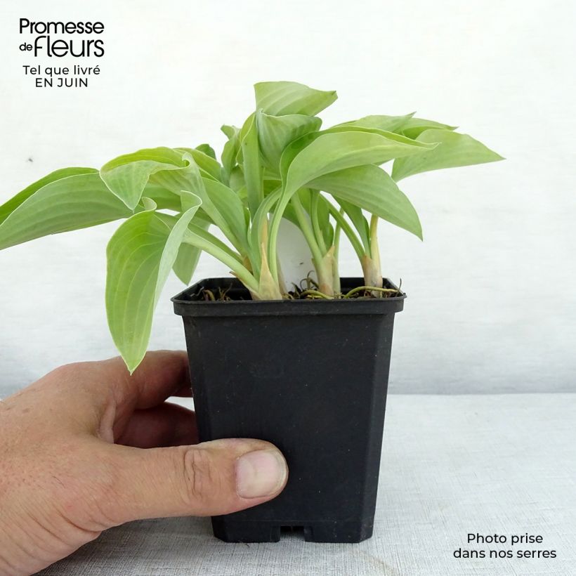 Ejemplar de Hosta Gold Edger Maceta de 8/9 cm entregado en verano