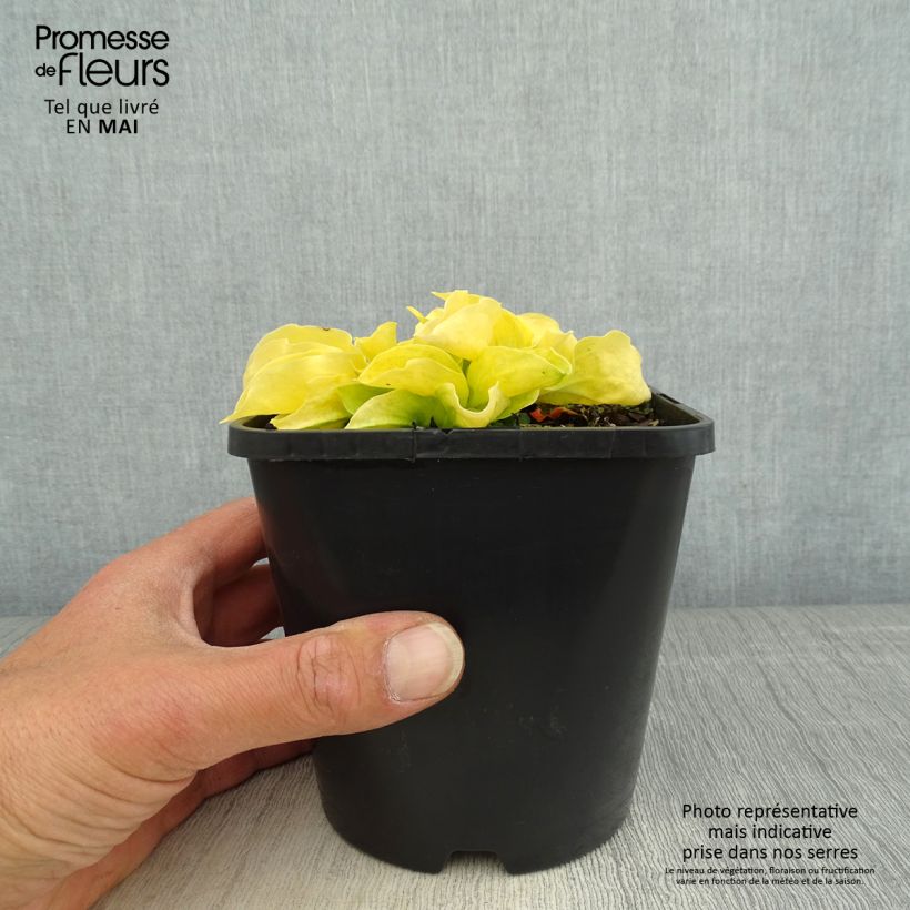 Hosta Golden Needles Maceta 1,5L/2L Ejemplar entregado en la primavera