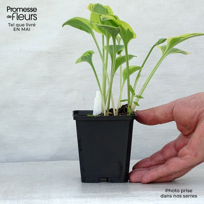 Hosta Golden Tiara Maceta de 8/9 cm Ejemplar entregado en la primavera