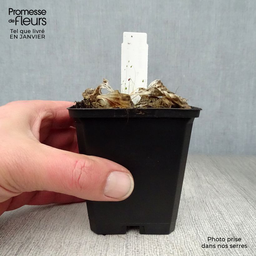 Hosta Golden Tiara Maceta de 8/9 cm Ejemplar entregado en invierno