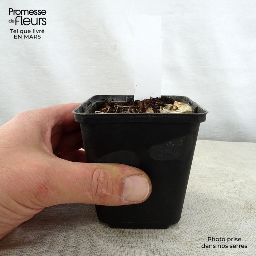 Hosta Grand Marquee Maceta de 8/9 cm Ejemplar entregado en la primavera