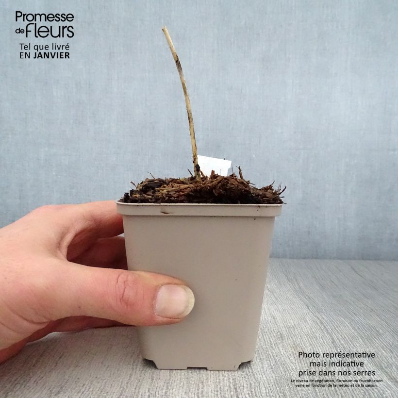 Hosta Grand Marquee Maceta de 8/9 cm Ejemplar entregado en invierno