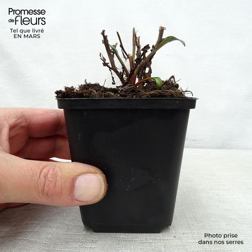 Hosta Green Gold Maceta de 8/9 cm Ejemplar entregado en la primavera