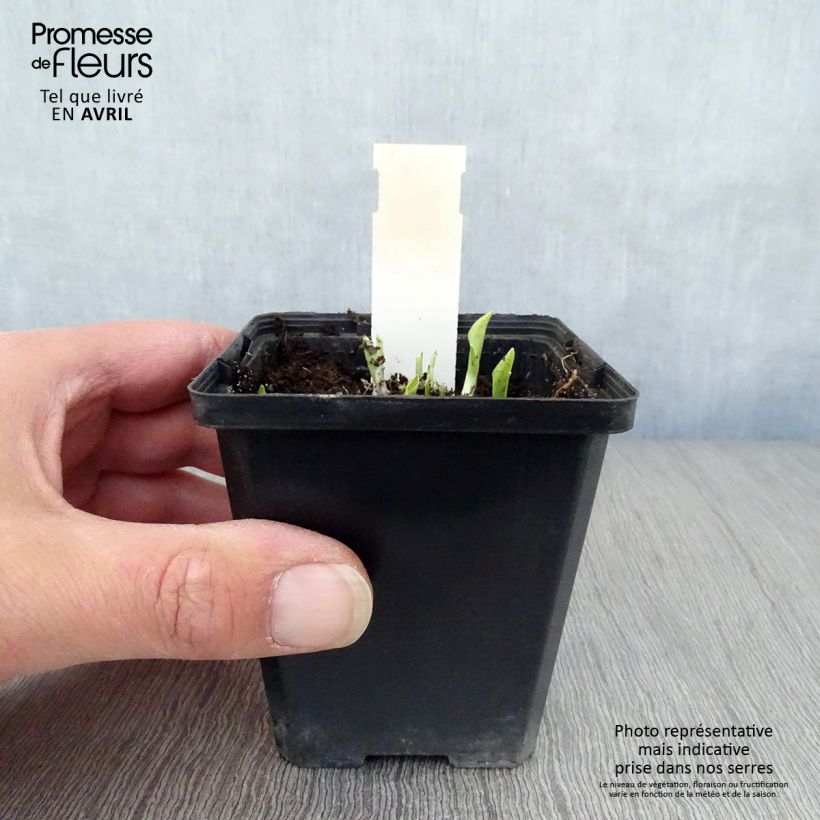 Hosta Ground Master Maceta de 8/9 cm Ejemplar entregado en la primavera