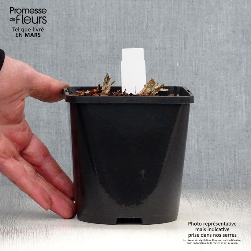 Hosta Guacamole Maceta 1,5L/2L Ejemplar entregado en la primavera