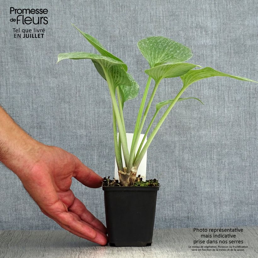 Ejemplar de Hosta tardiana Halcyon Maceta de 8/9 cm entregado en verano