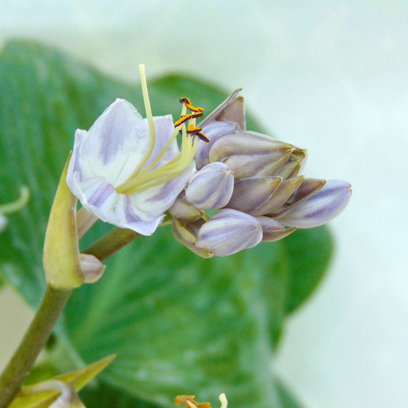 Hosta tardiana Halcyon (Floración)