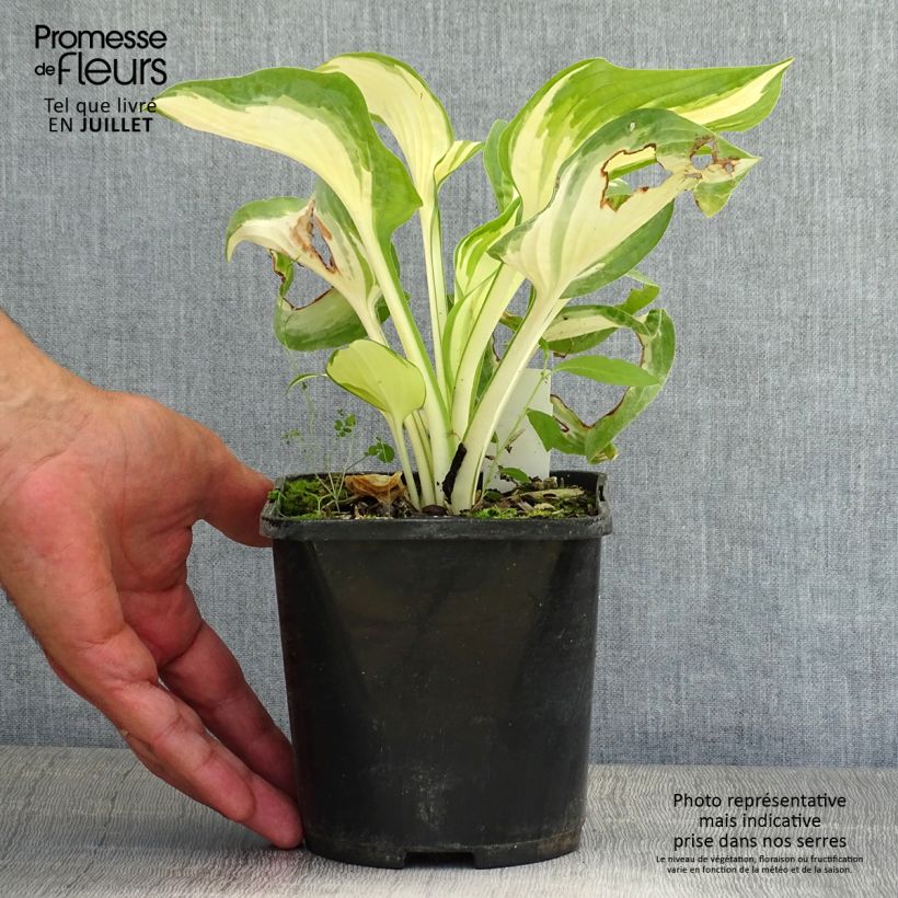 Ejemplar de Hosta Hans Maceta 1,5L/2L entregado en verano