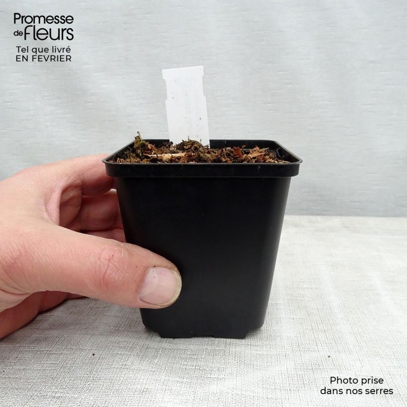 Hosta tardiana June Fever Maceta de 8/9 cm Ejemplar entregado en invierno