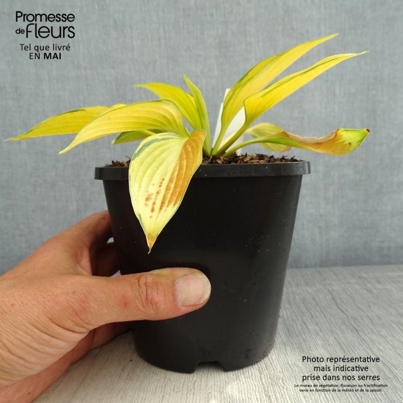 Hosta tardiana June Fever Maceta 1,5L/2L Ejemplar entregado en la primavera