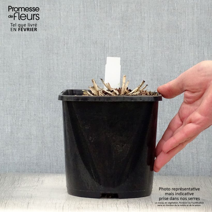 Hosta tardiana June Maceta 1,5L/2L Ejemplar entregado en invierno