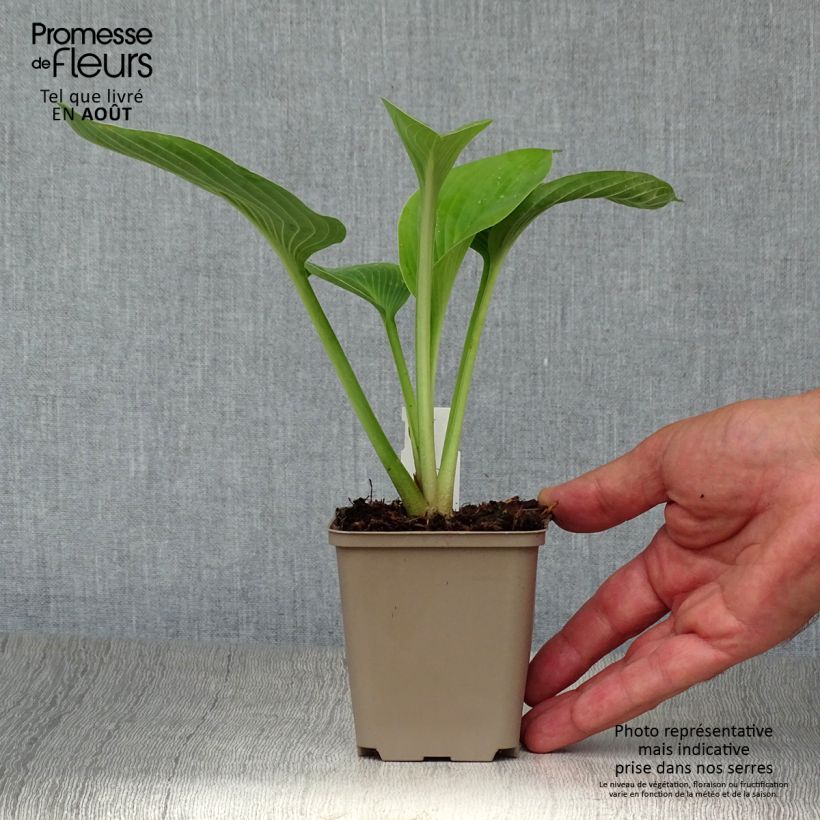 Ejemplar de Hosta Jurassic Park Maceta de 8/9 cm entregado en verano