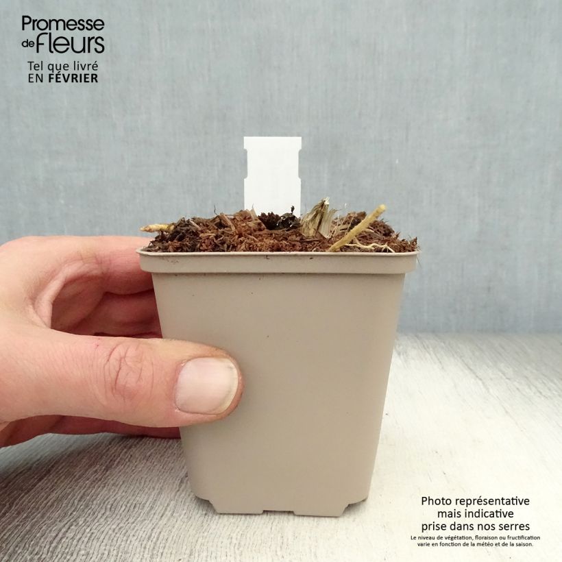 Hosta Jurassic Park Maceta de 8/9 cm Ejemplar entregado en invierno