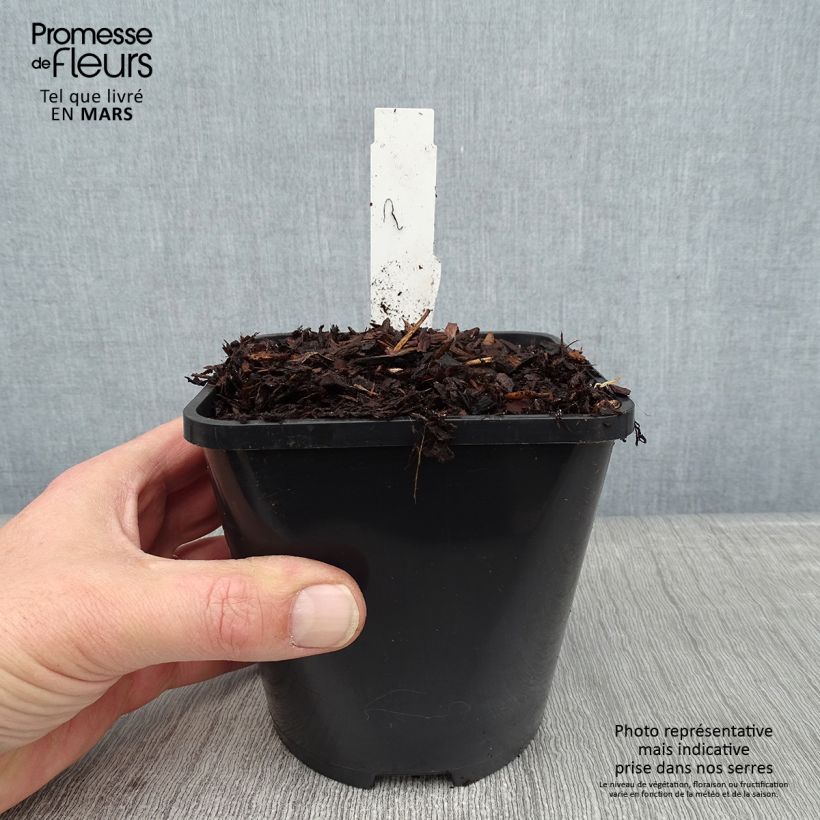 Hosta Jurassic Park Maceta 1,5L/2L Ejemplar entregado en invierno